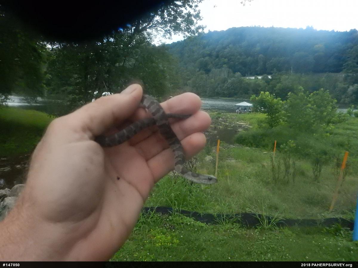 Northern Watersnake