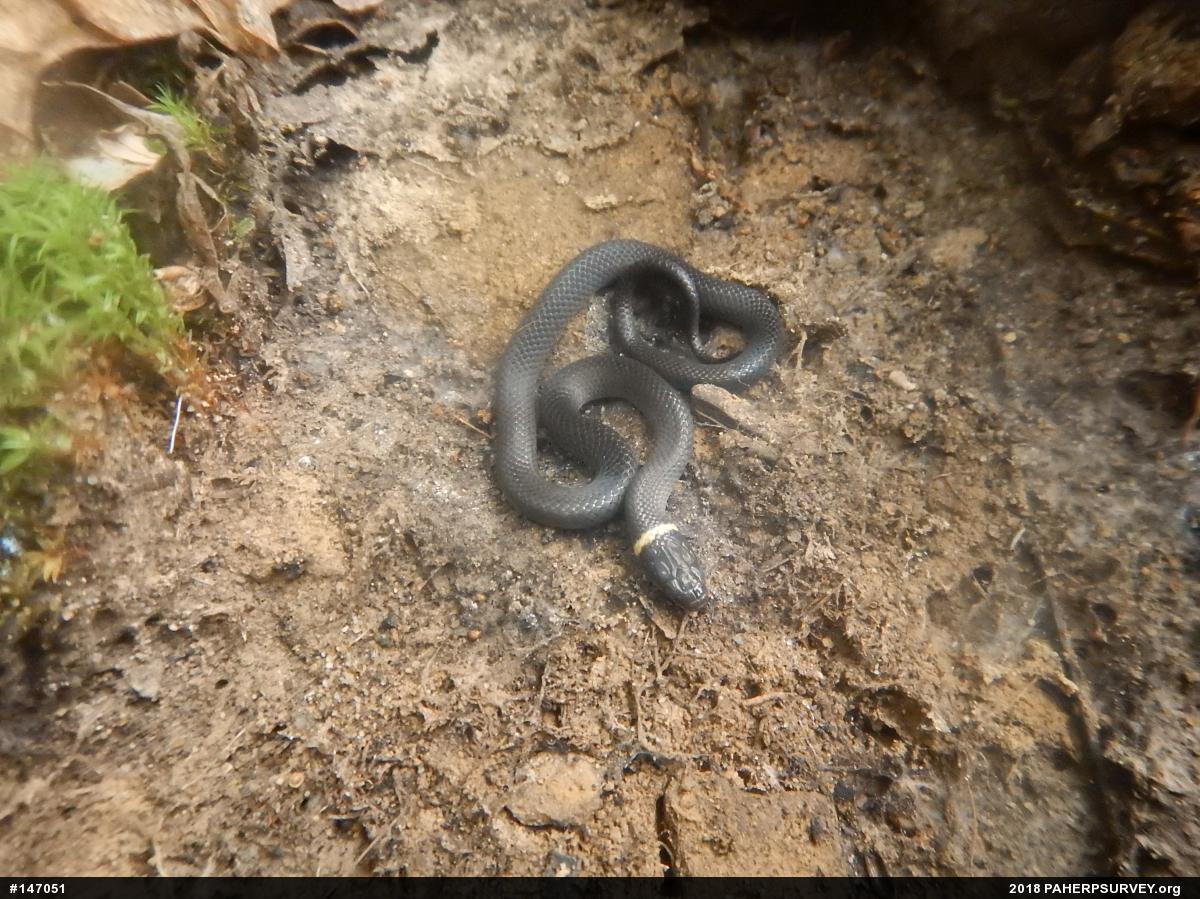 Northern Ring-necked Snake
