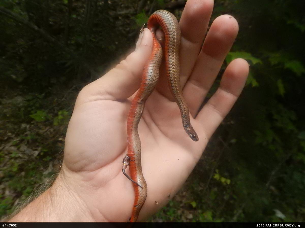 Red-bellied Snake