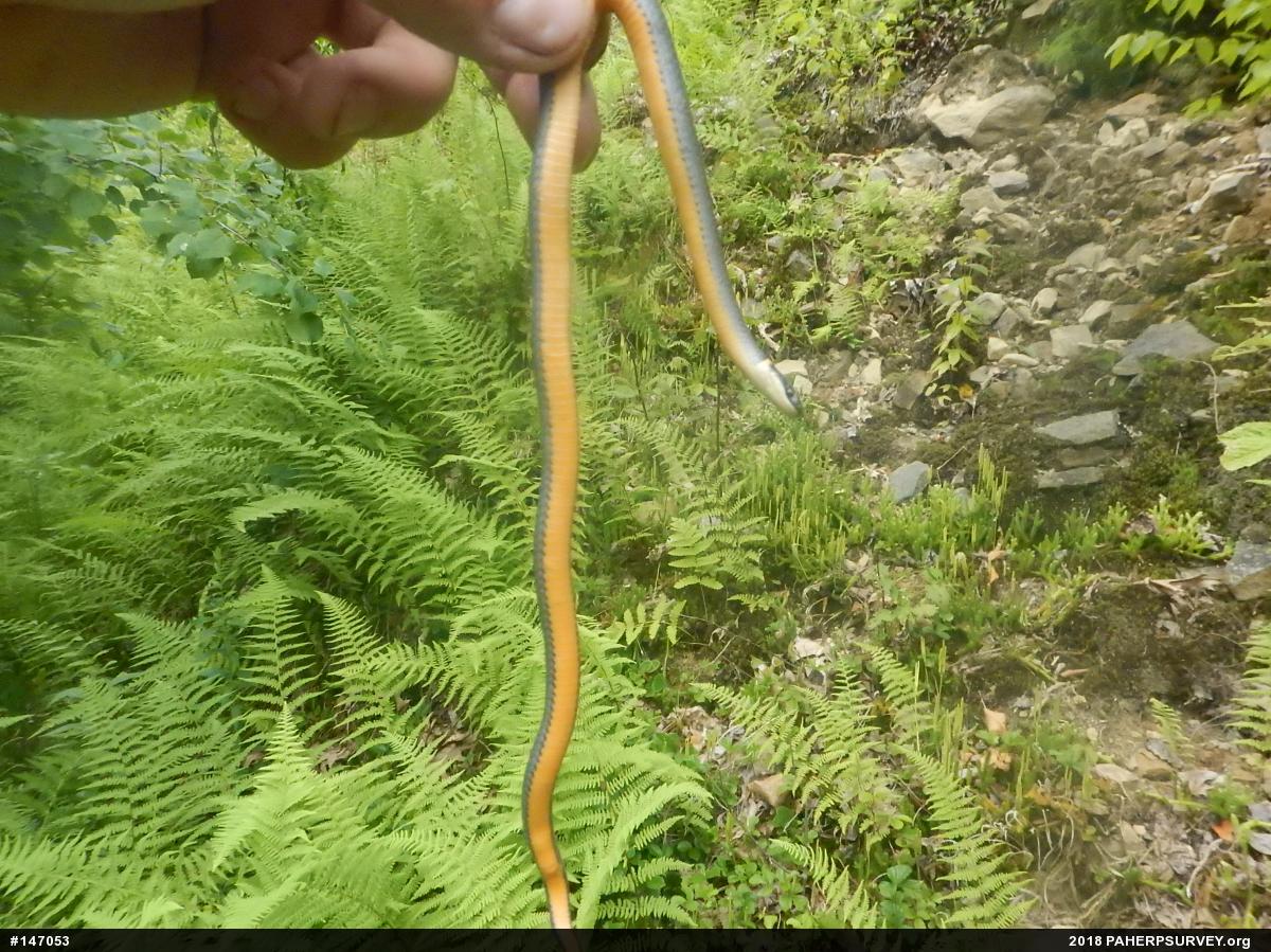 Northern Ring-necked Snake
