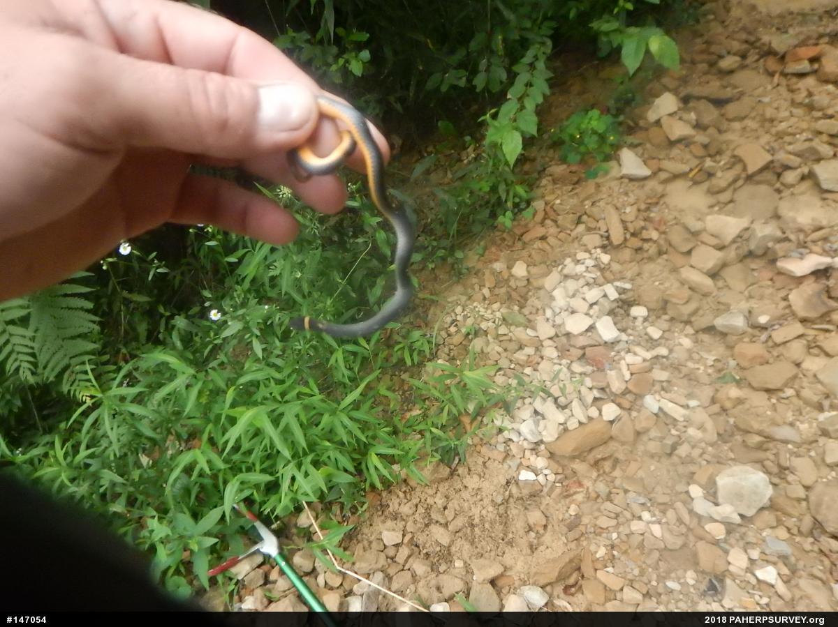 Northern Ring-necked Snake
