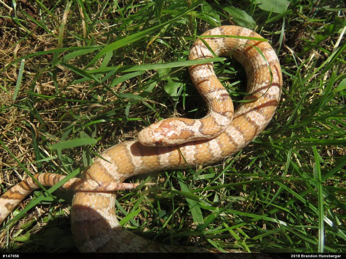Eastern Milksnake
