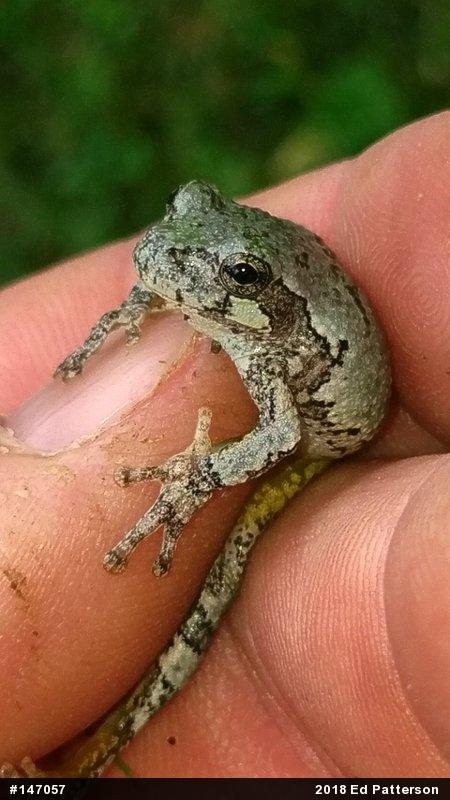 Unknown Gray Treefrog