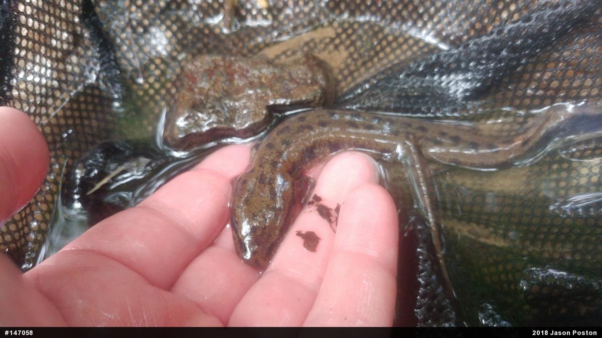 Common Mudpuppy