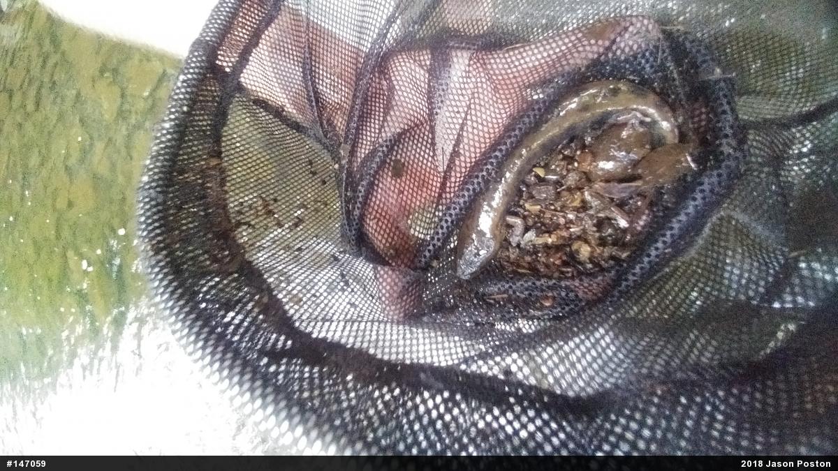 Common Mudpuppy