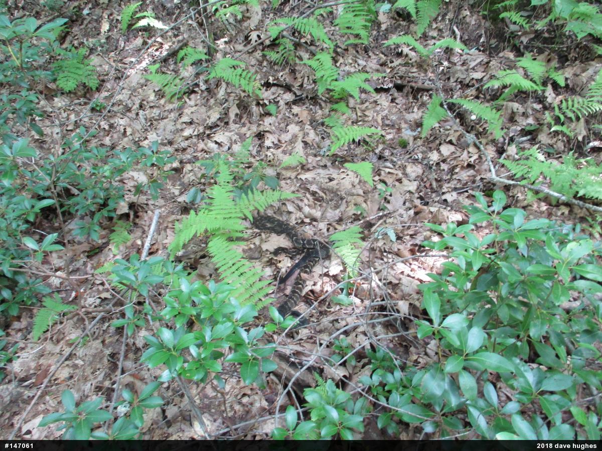 Timber Rattlesnake