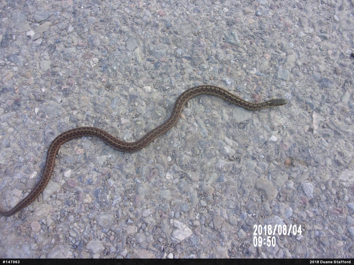Eastern Gartersnake