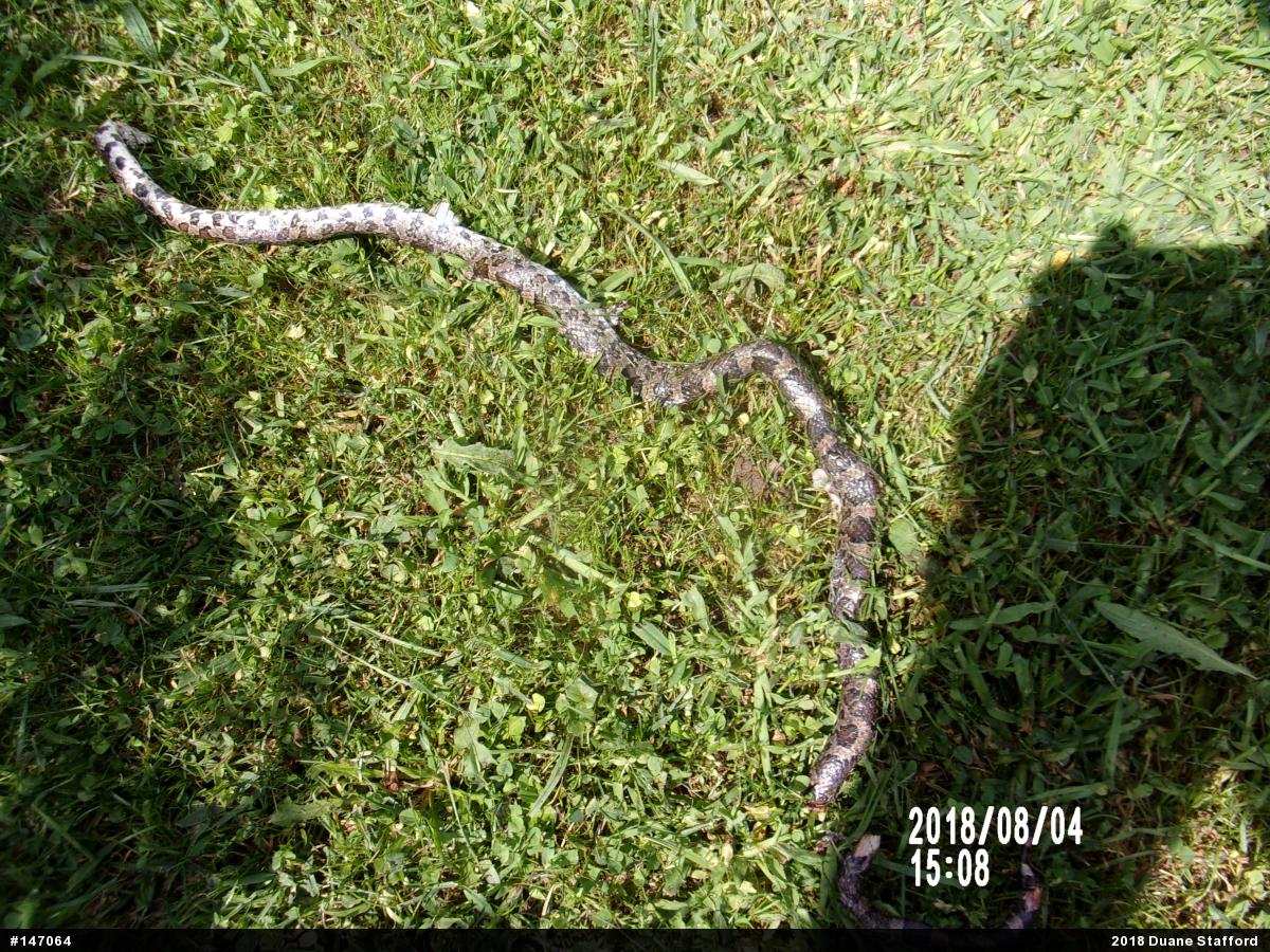 Eastern Milksnake