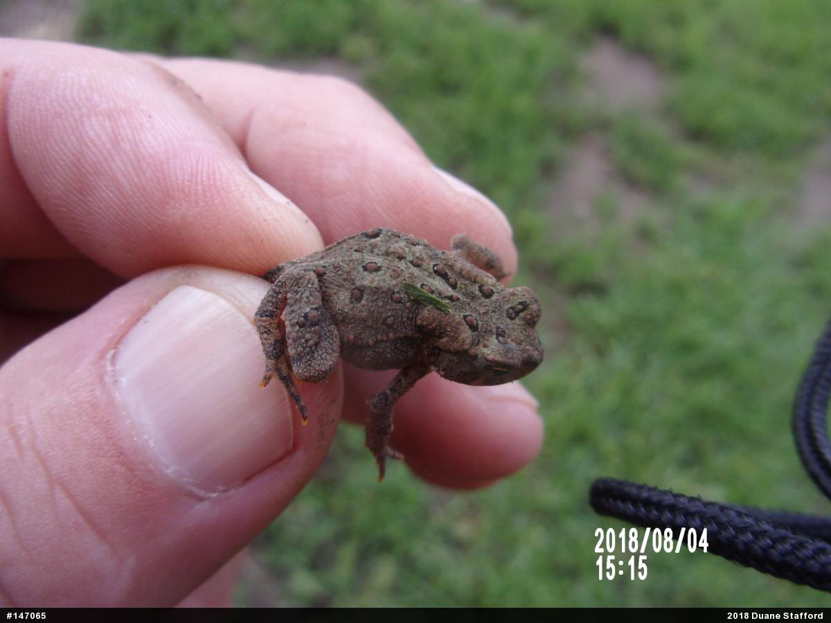 Eastern American Toad