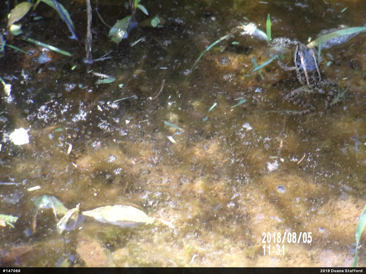 Pickerel Frog