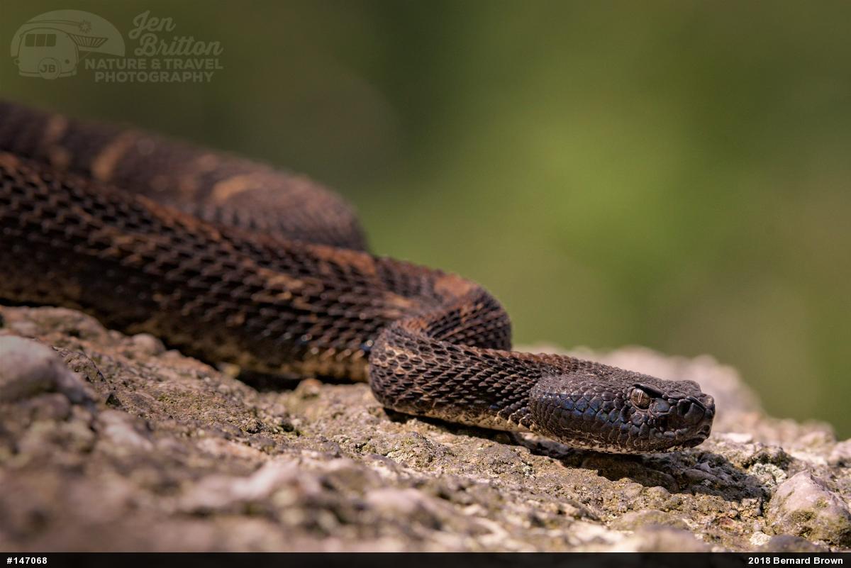 Timber Rattlesnake