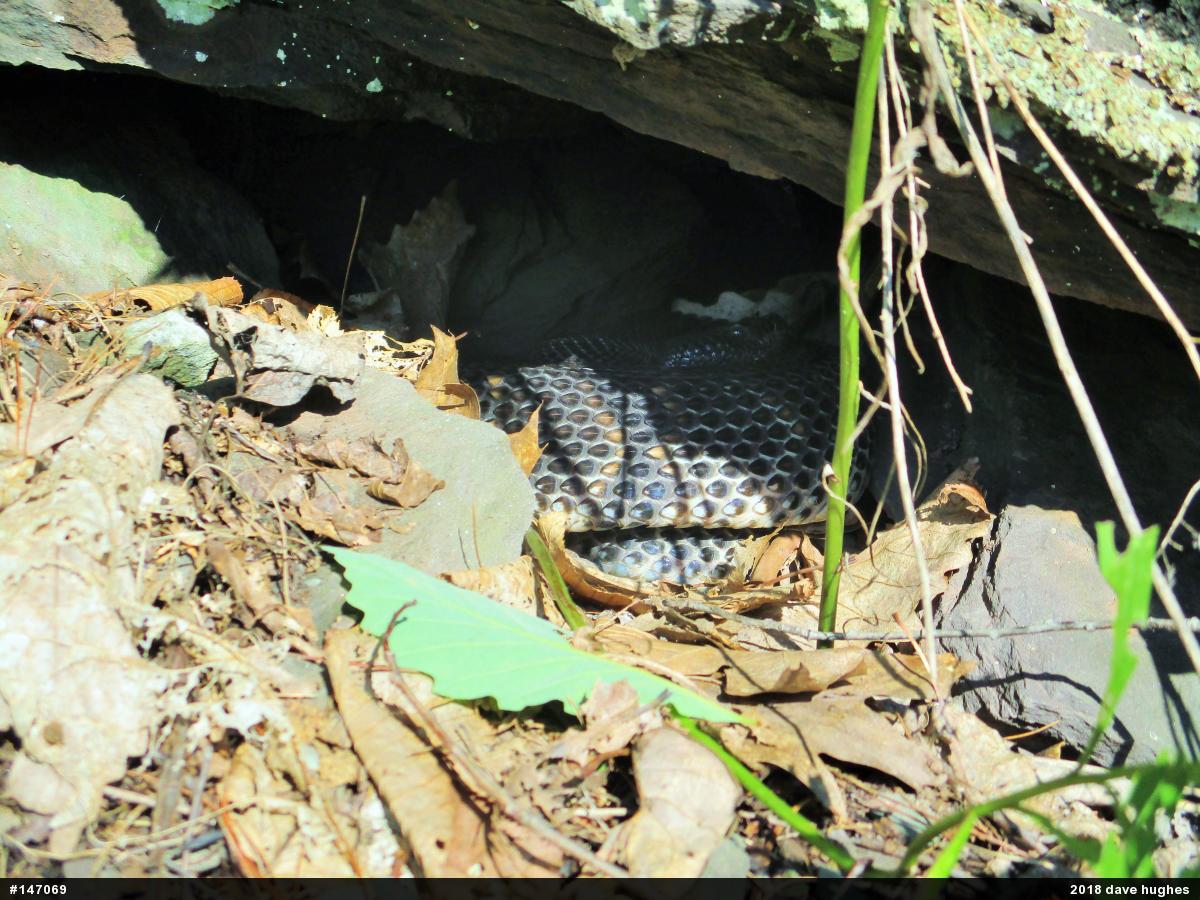 Timber Rattlesnake