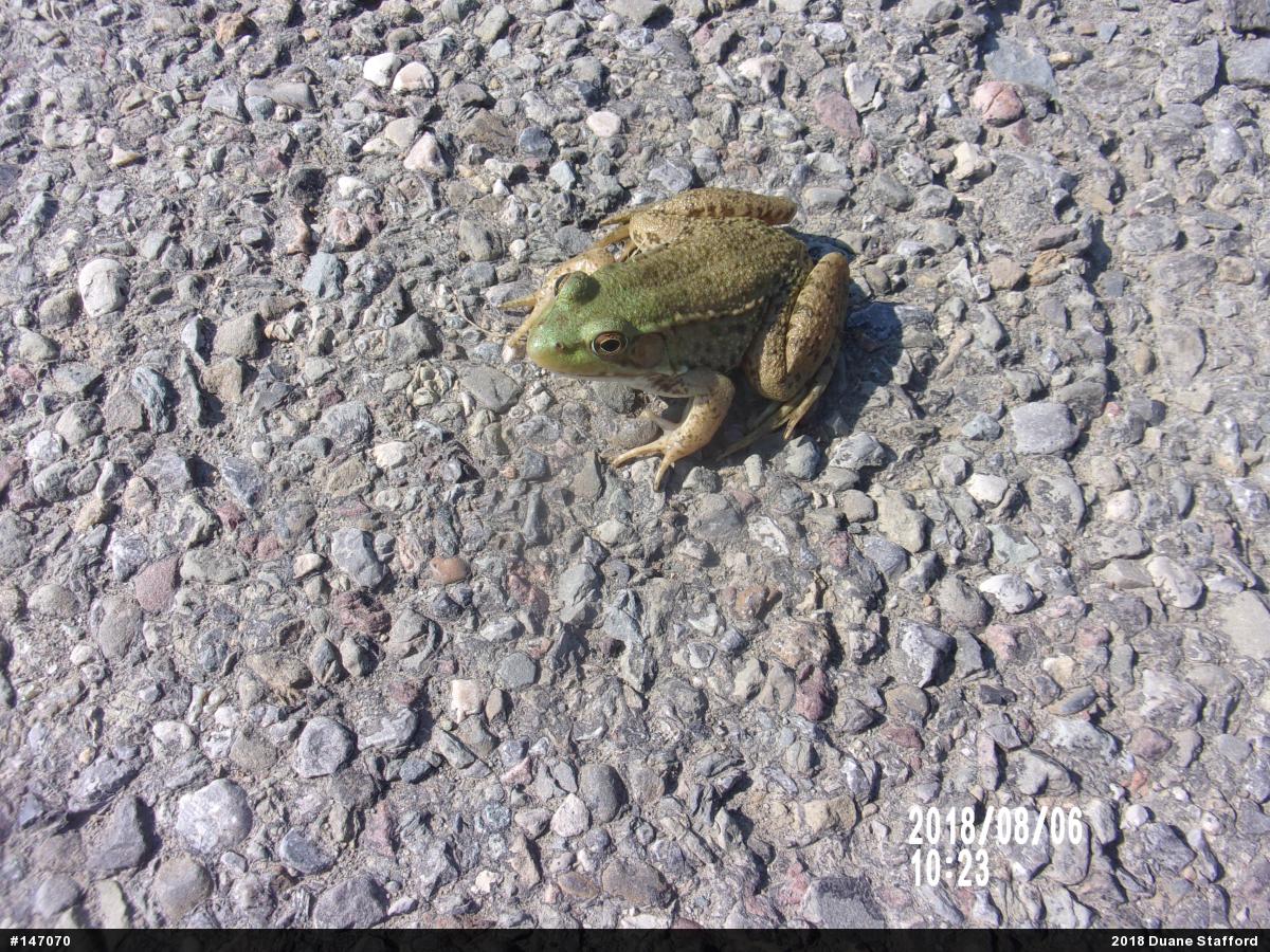 Green Frog