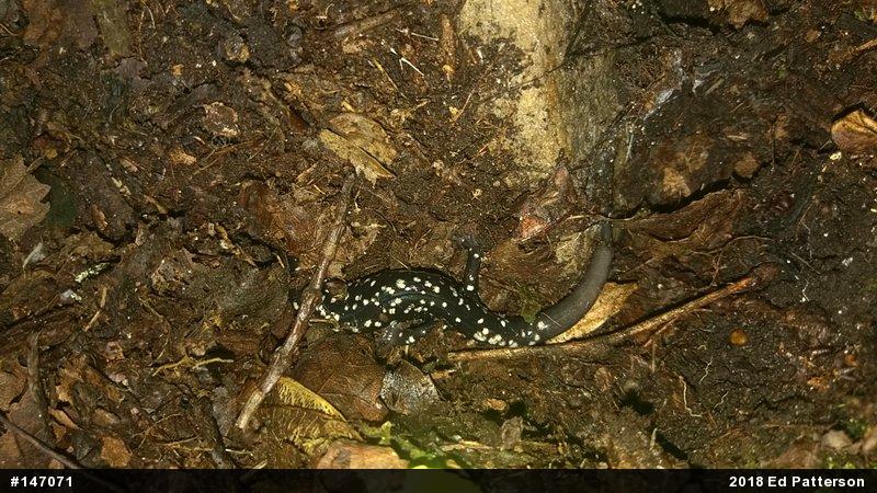 Northern Slimy Salamander