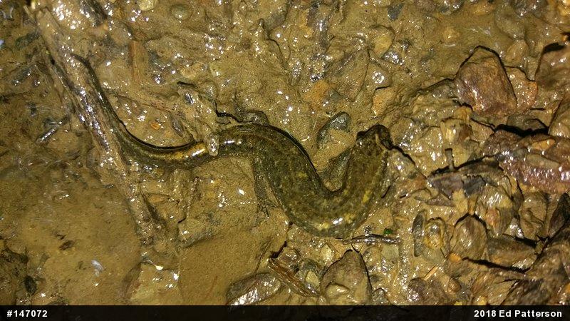 Northern Dusky Salamander