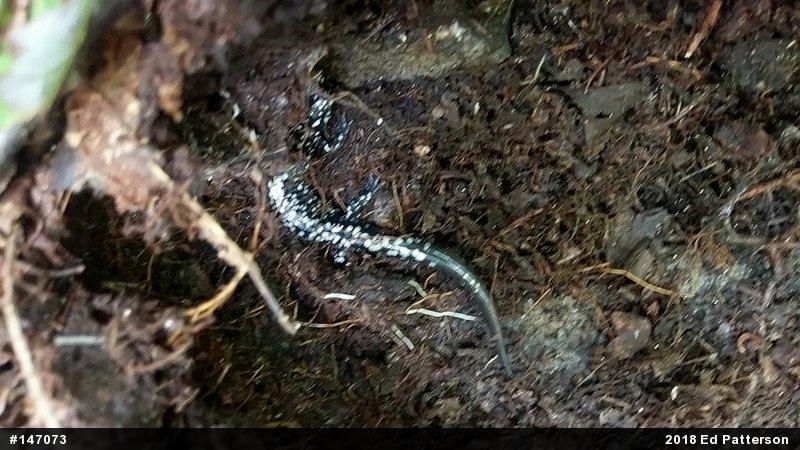 Northern Slimy Salamander