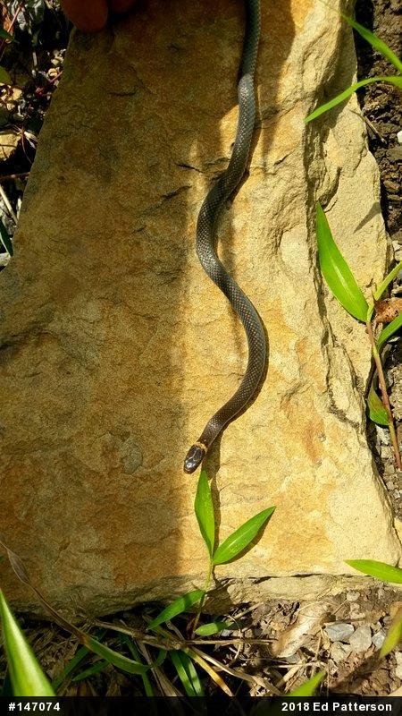Northern Ring-necked Snake