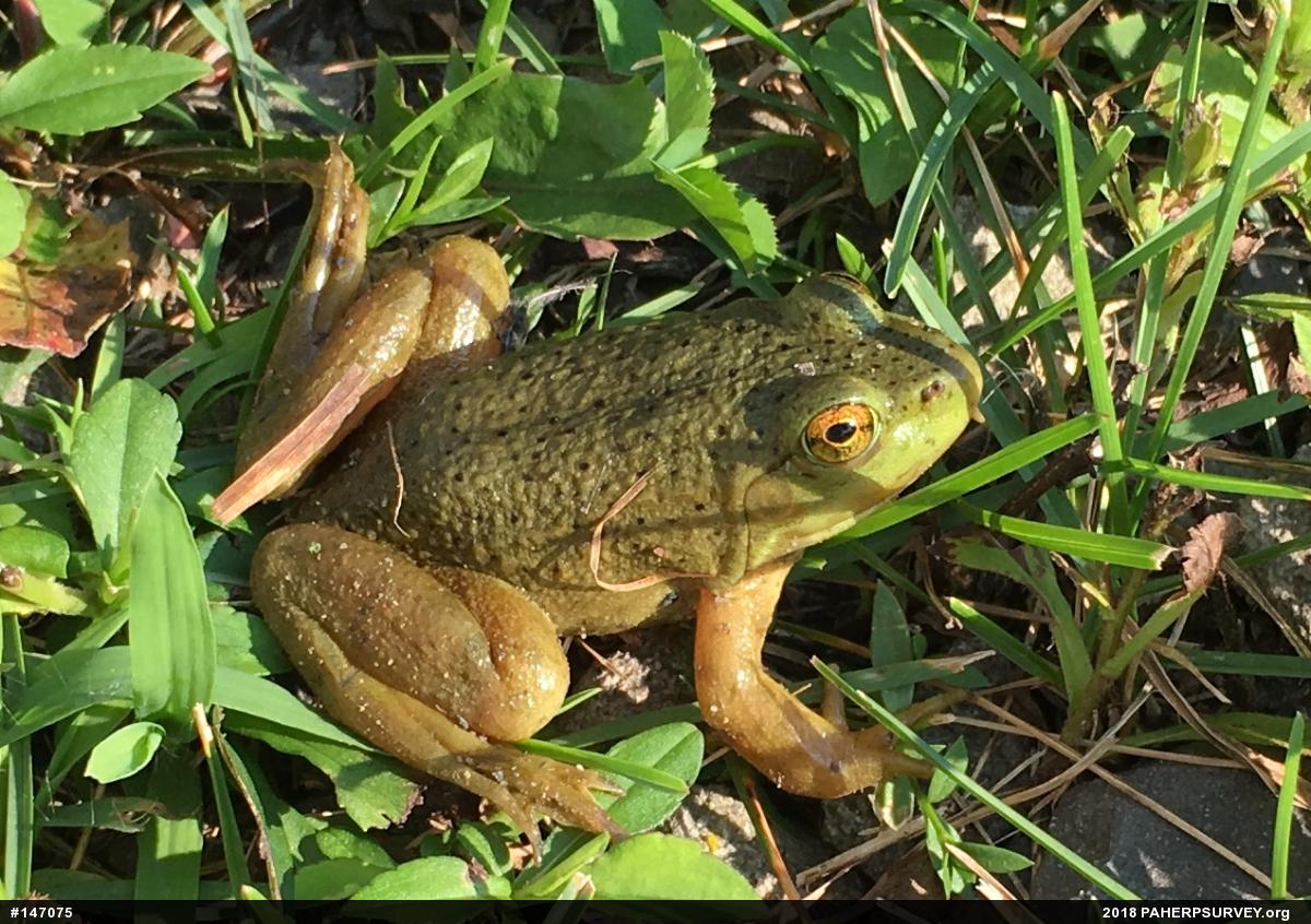 American Bullfrog