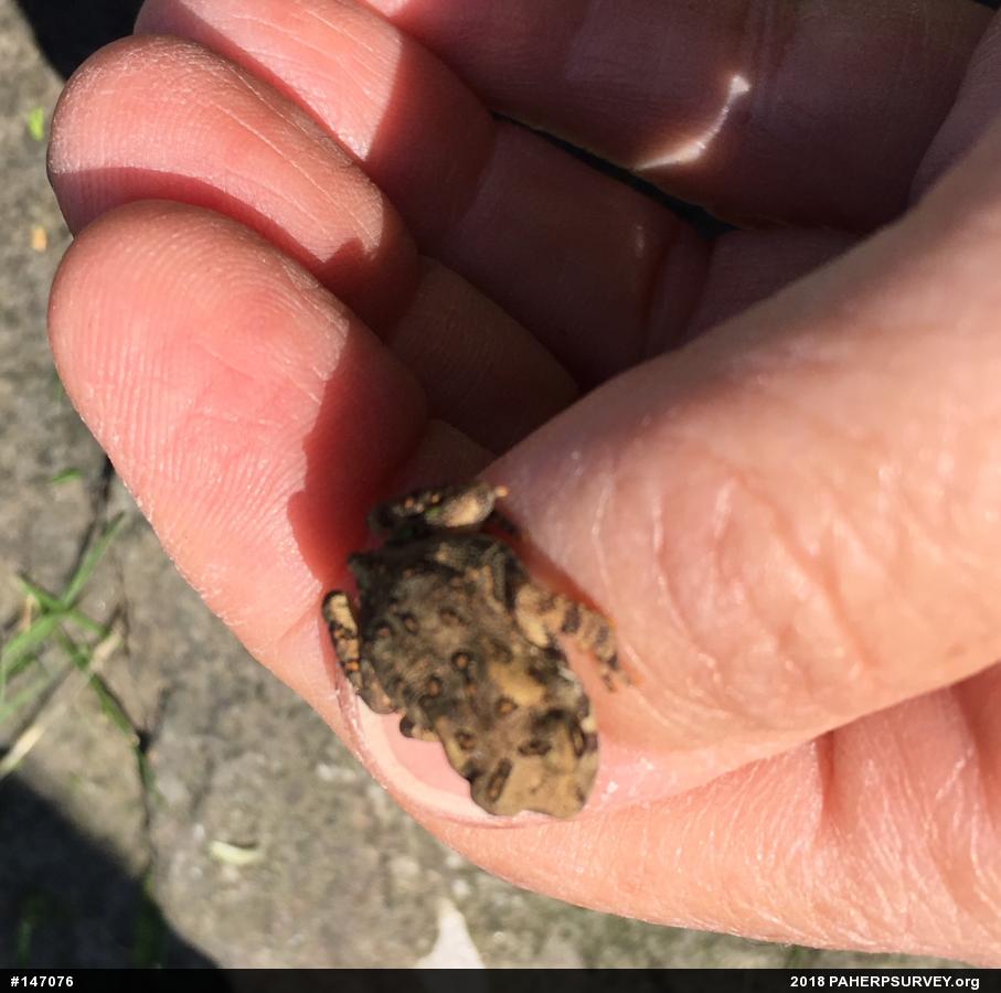 Eastern American Toad