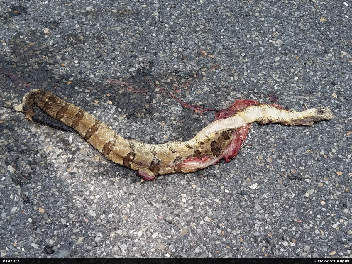 Timber Rattlesnake
