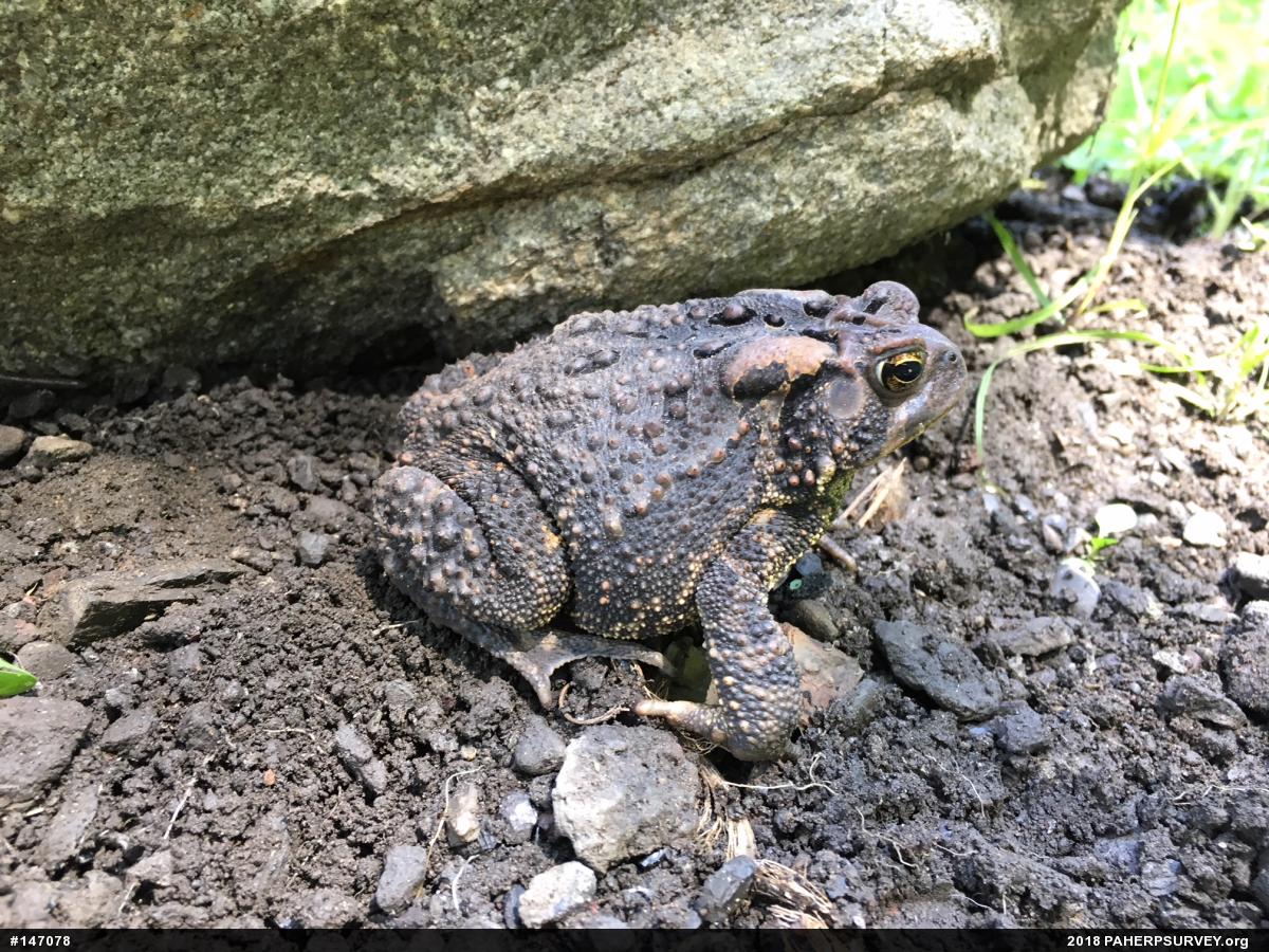 Eastern American Toad