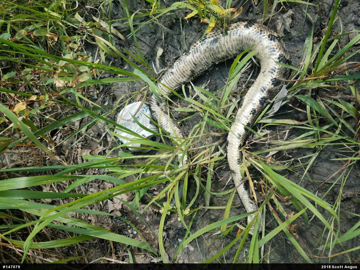 Timber Rattlesnake
