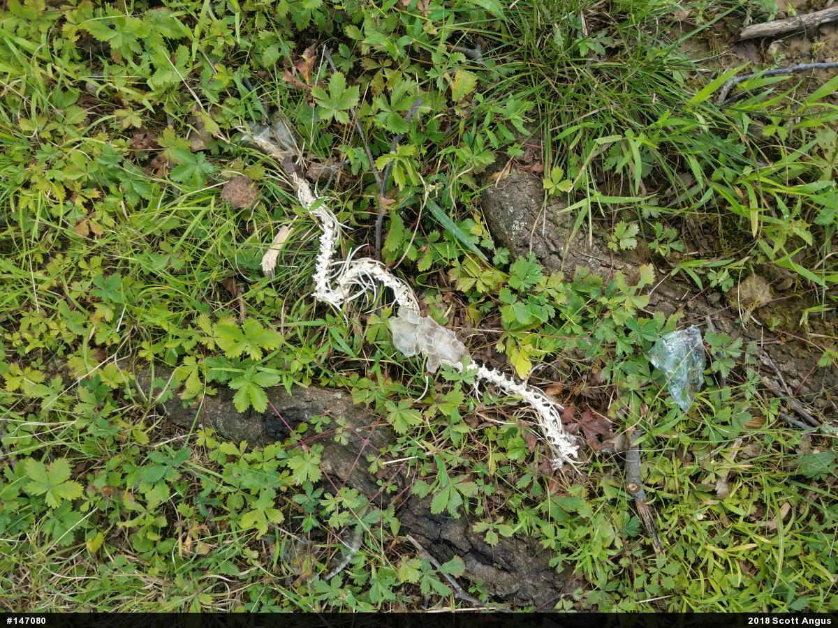 Timber Rattlesnake