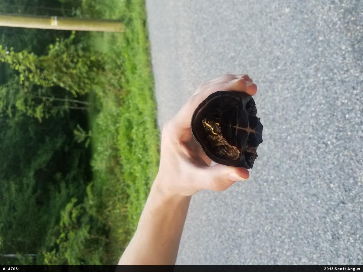 Eastern Musk Turtle
