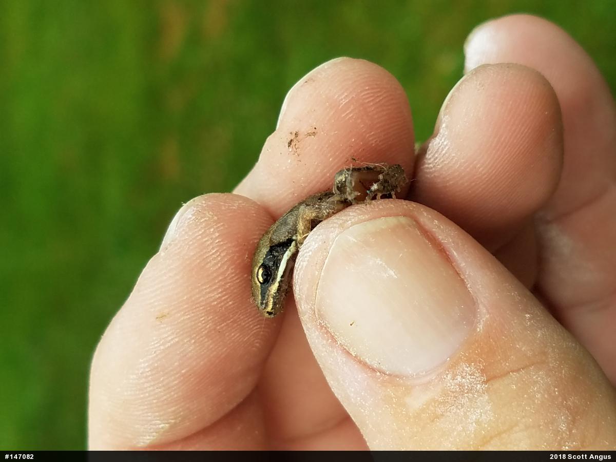 Wood Frog