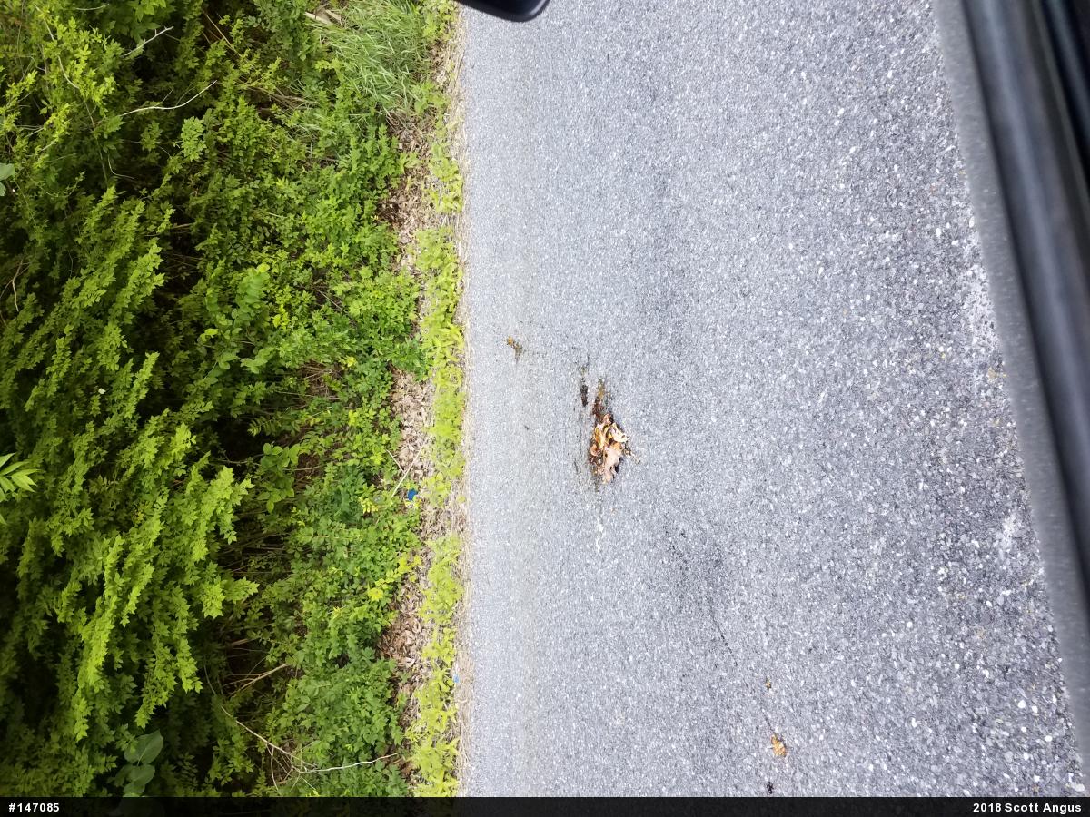 Wood Turtle