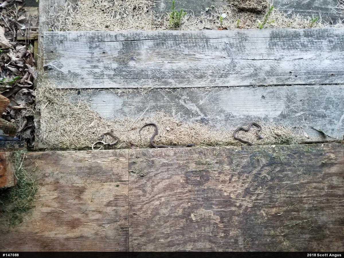 Eastern Gartersnake