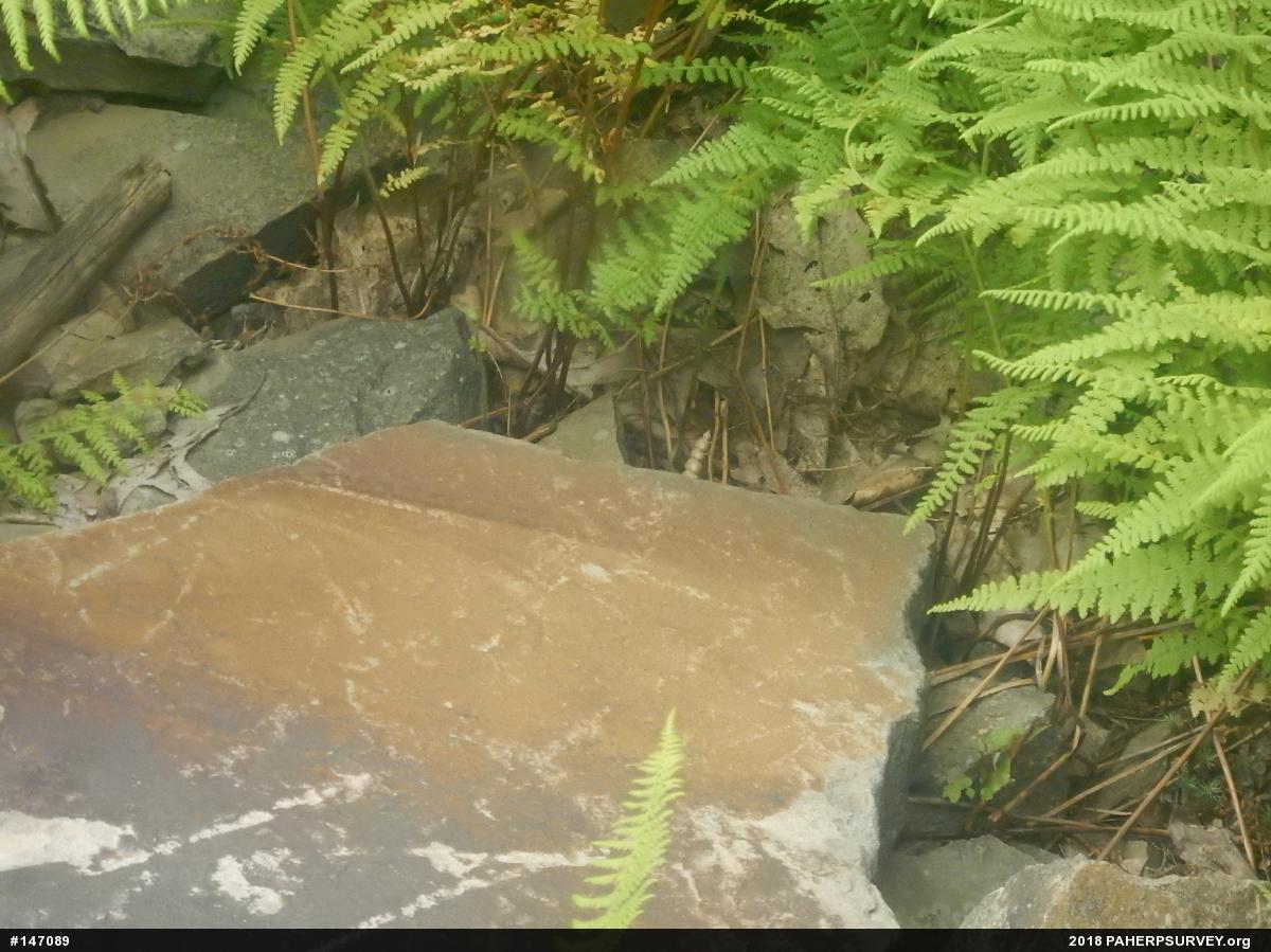 Timber Rattlesnake