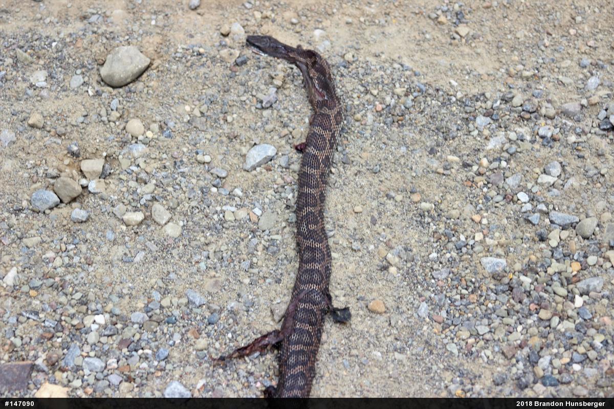 Eastern Ratsnake