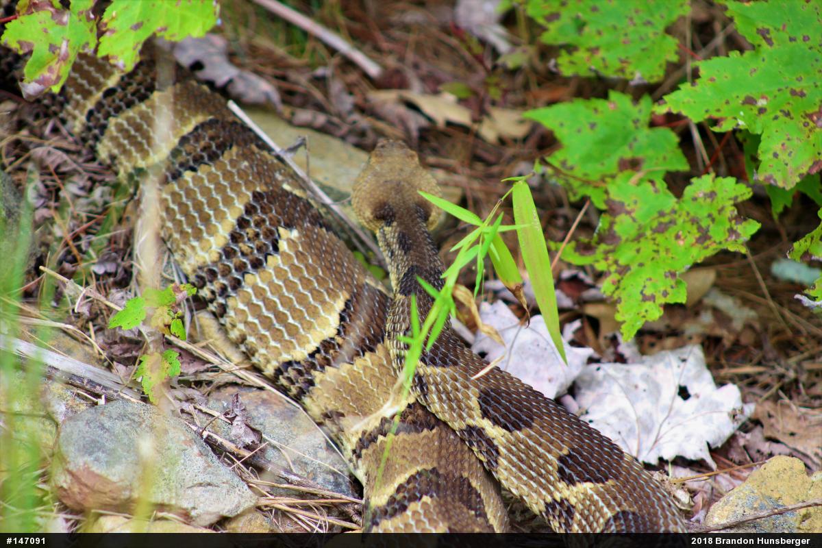 Timber Rattlesnake
