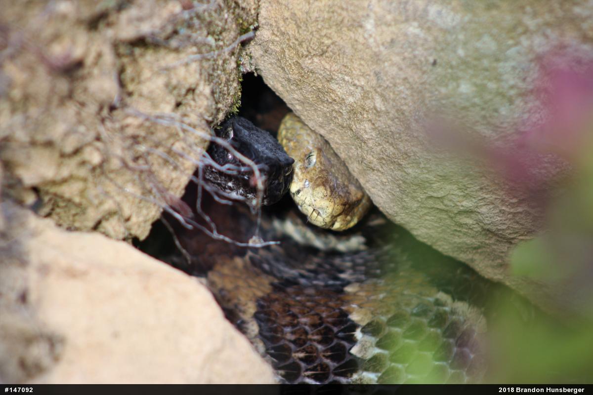 Timber Rattlesnake