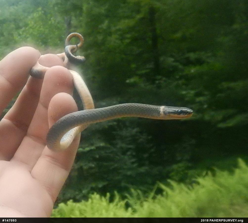 Northern Ring-necked Snake
