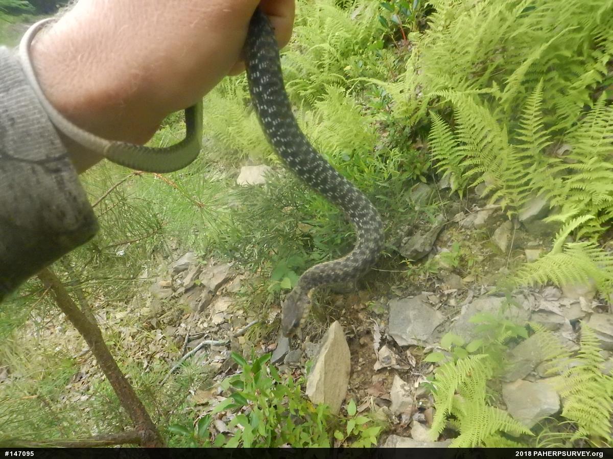 Eastern Gartersnake