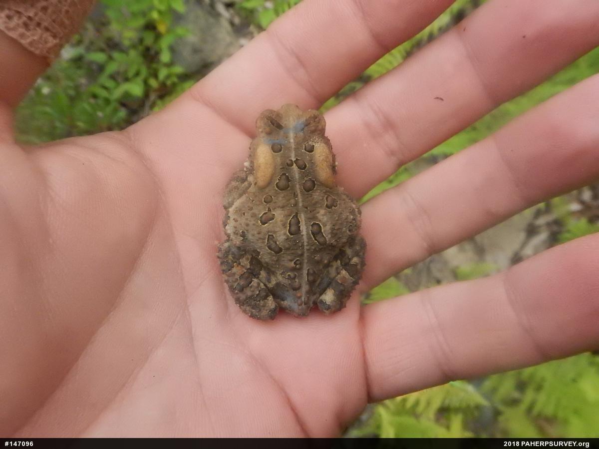 Eastern American Toad