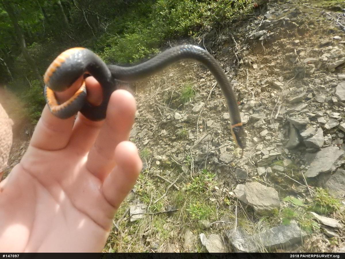 Northern Ring-necked Snake