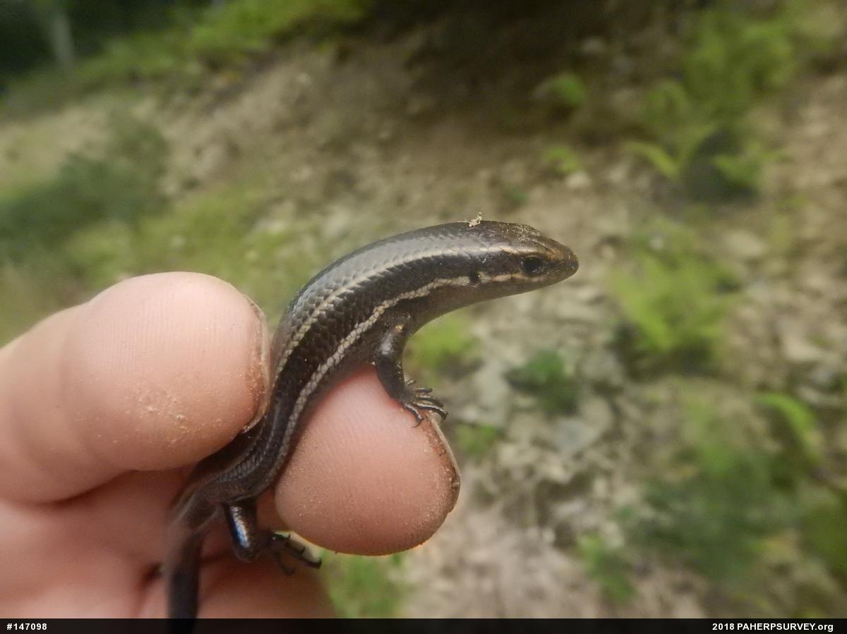Northern Coal Skink