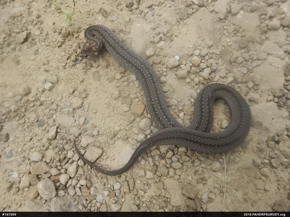 Red-bellied Snake