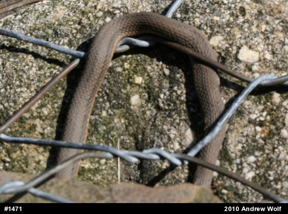 Queensnake
