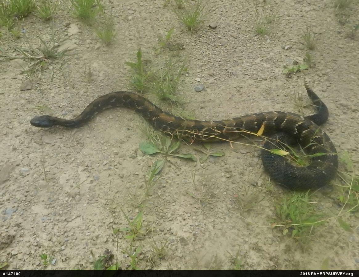 Timber Rattlesnake