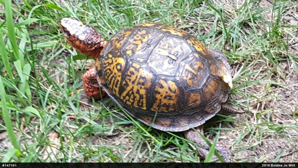 Eastern Box Turtle