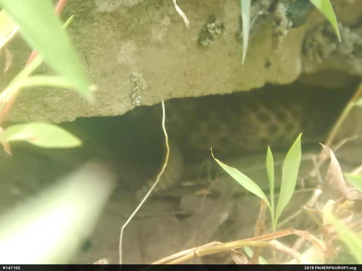 Timber Rattlesnake