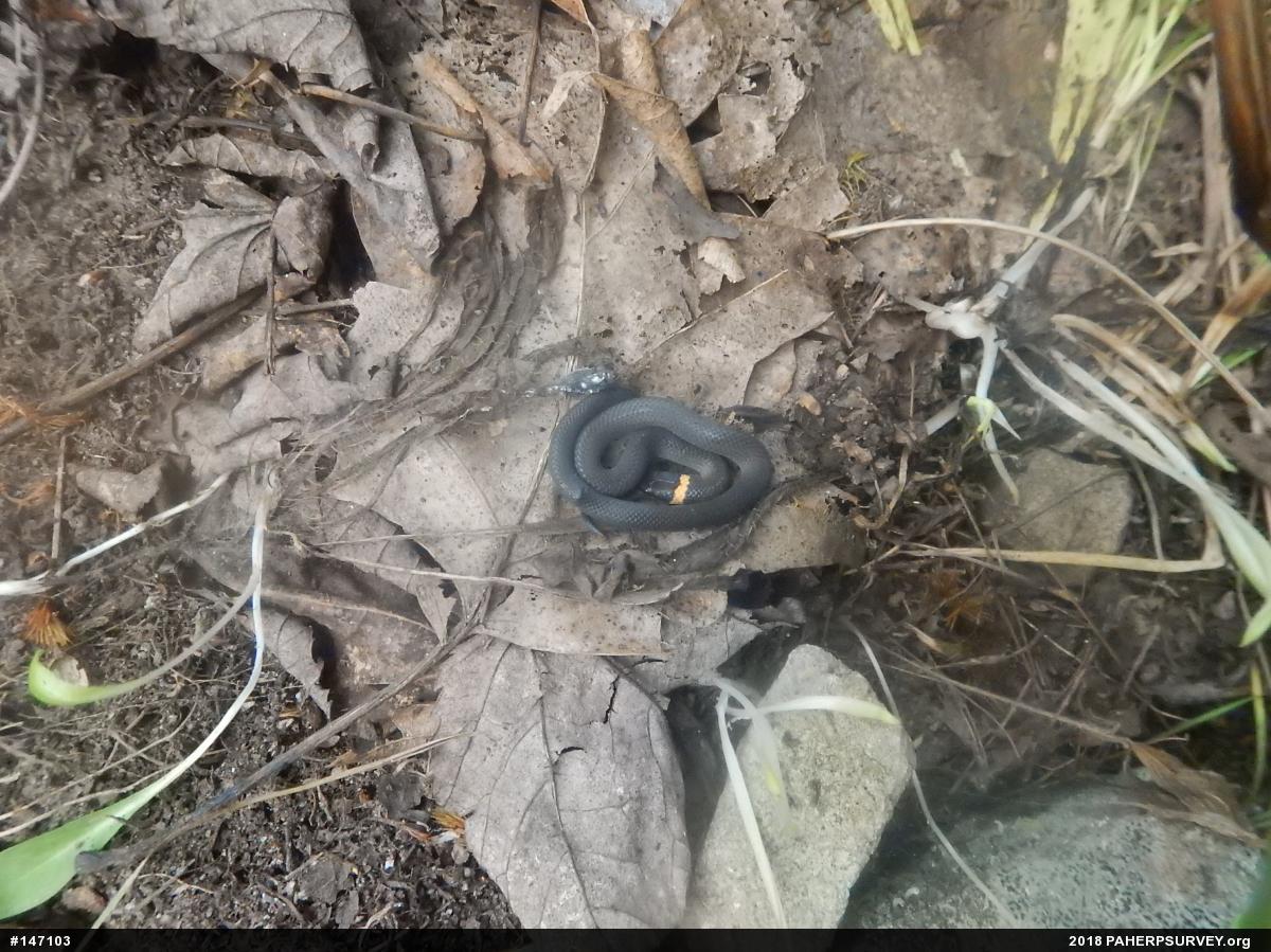 Northern Ring-necked Snake