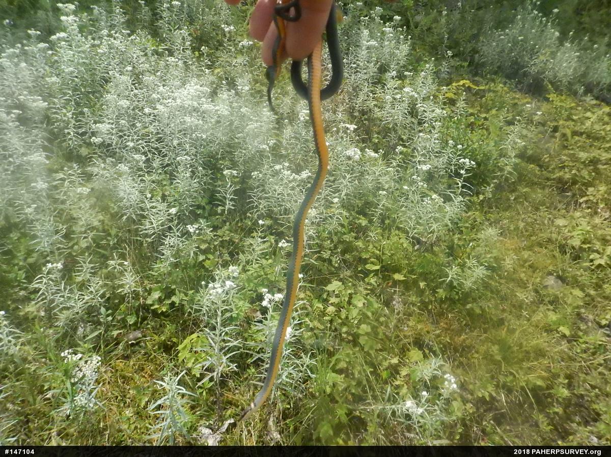 Northern Ring-necked Snake