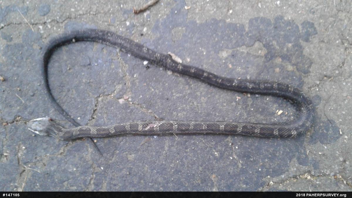 Eastern Ratsnake