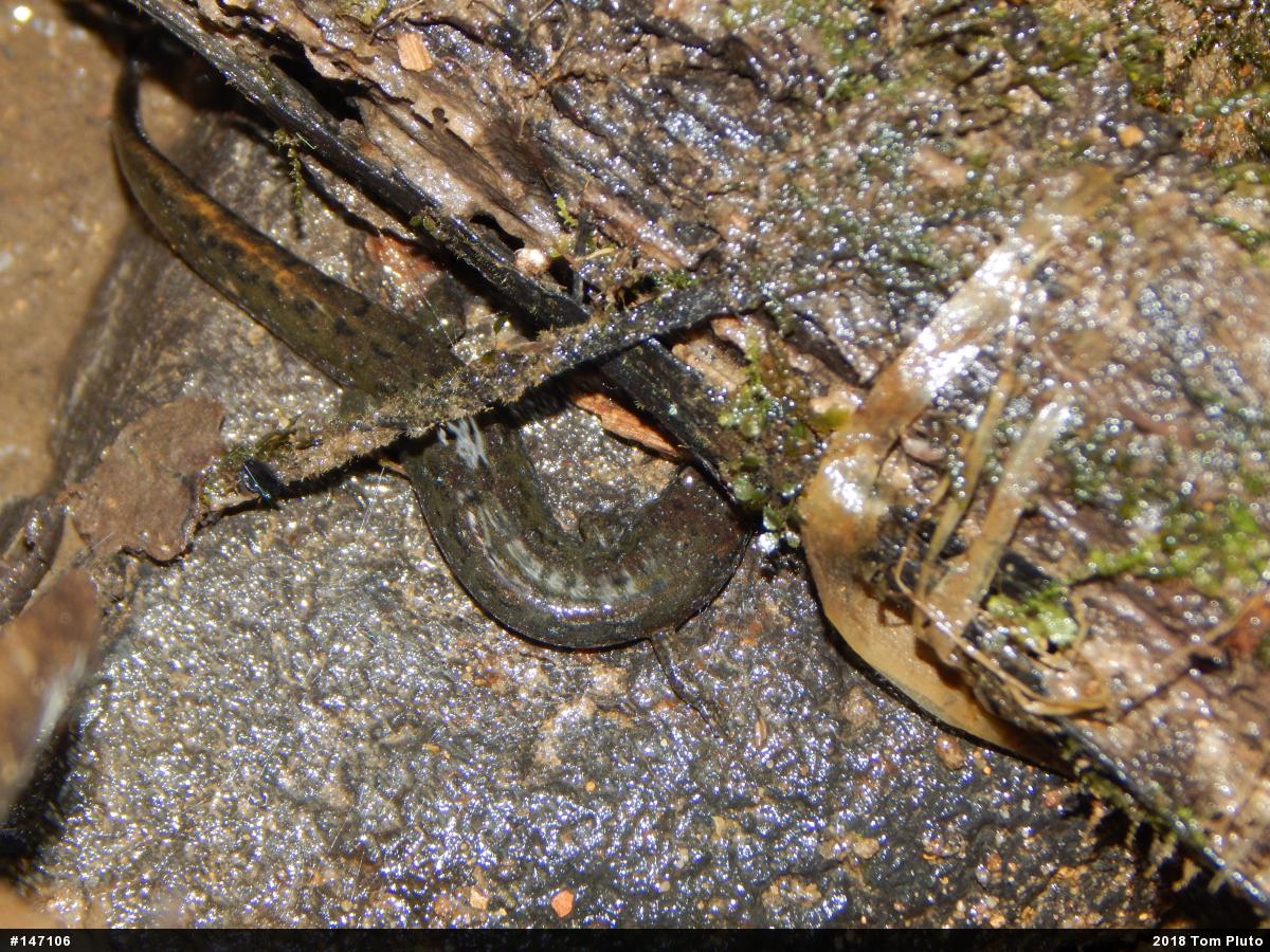 Northern Dusky Salamander