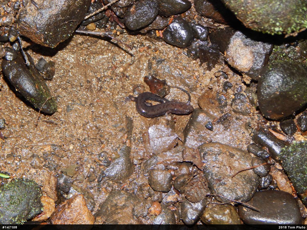 Allegheny Mountain Dusky Salamander